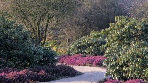 Flowering Erica darleyensis at Viller the Garden Germany