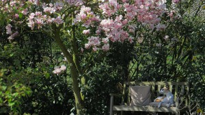 Magnolia and Whippet
