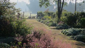 LongBorder with flowering Heuchera