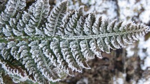 Dryopteris affinis