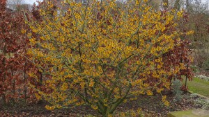 Hamamelis mollis