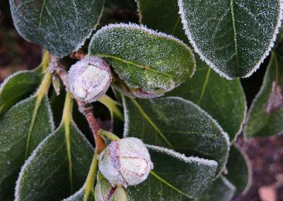 Camellia japonica