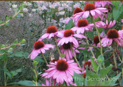 echinacea-prairie-splendor