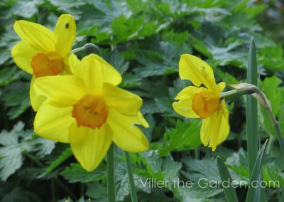 Narcissus