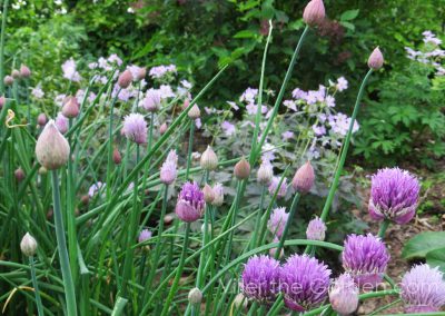 allium-schoenoprasum