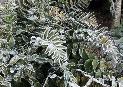 Hoar frost on Cyrtomium