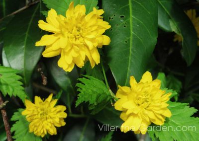 kerria-japonica-plena