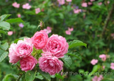rosa-pink-grootendorst