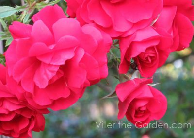 rosa-tradition95