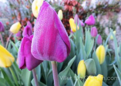 Tulipa mix