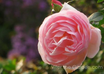 rosa-heritage-with-aster