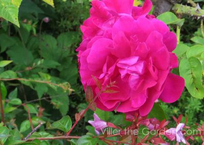 rosa-mrs-anthony-waterer