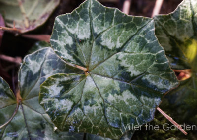 cyclamen-hederifolium