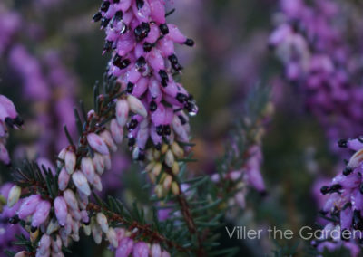 Erica x darleyensis