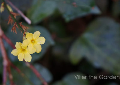 Jasminum nudiflorum