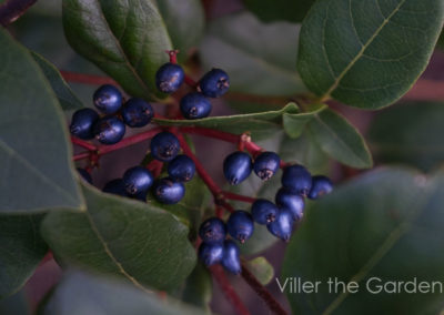 Viburnum tinus